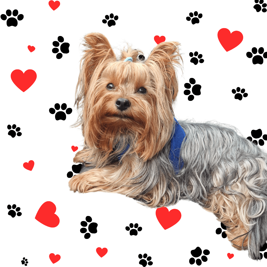YORKIE LOVE Collezione Esclusiva per Amanti degli Yorkshire Terrier - Aky & Co.