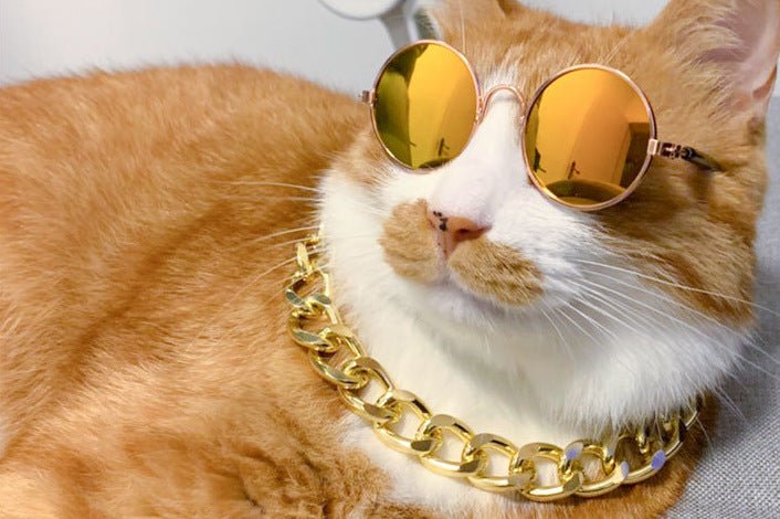 Occhiali per Animali Domestici – Occhiali da Sole Per Cane e Gatto, Moda e Protezione UV - Aky & Co.