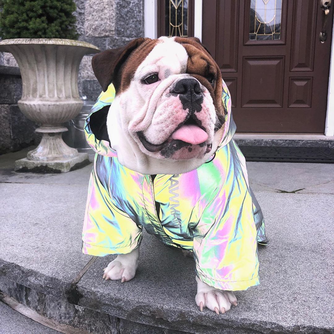 Cappotto Impermeabile per Cane North Dog Face – Antivento e Resistente alla Pioggia, Design Futuristico per Cani Grandi - Aky & Co.