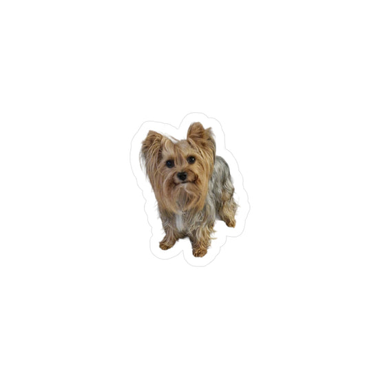 Adesivo in vinile kiss-cut con illustrazione di Pizzy, Yorkshire Terrier, su sfondo bianco