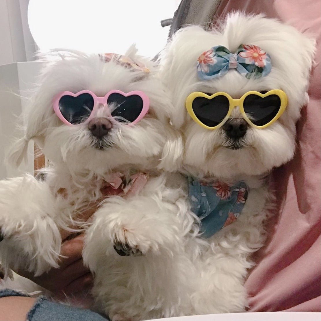 Occhiali da Sole Creativi per Cani e Gatti - Accessori alla Moda per Animali - Aky & Co.