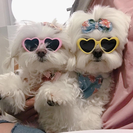 Occhiali da Sole Creativi per Cani e Gatti - Accessori alla Moda per Animali - Aky & Co.